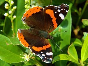 Red Admiral Butterfly