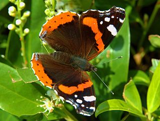 Red Admiral Butterfly