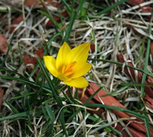 Yellow Crocus