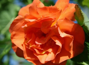 Climbing Westerland Rose