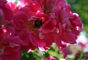 William Baffin Rose blooms - and bumble bee