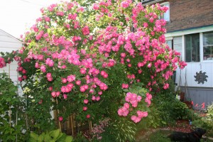 large william baffin Rose