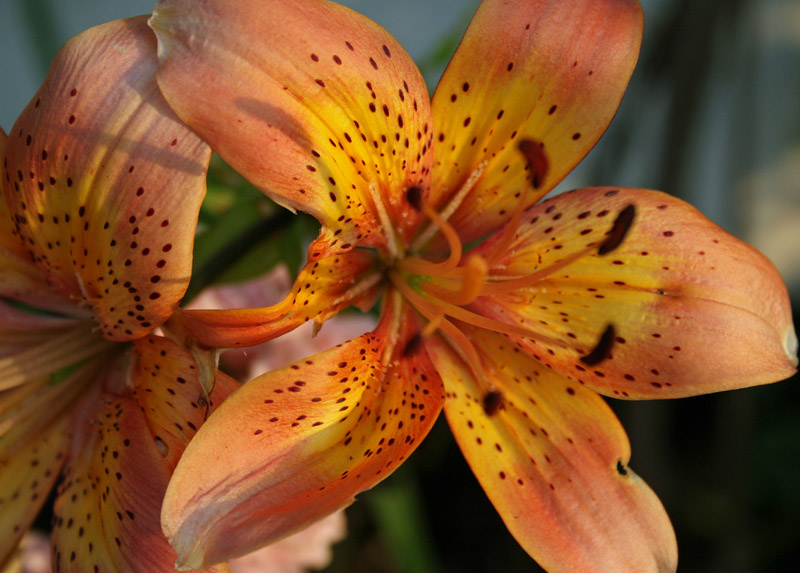 Lovely Tiger Lilies