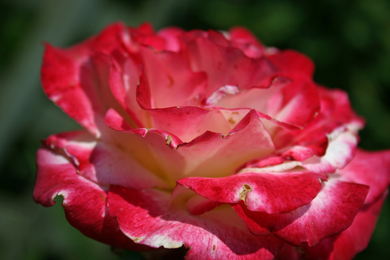 Fragrant Cloud Rose