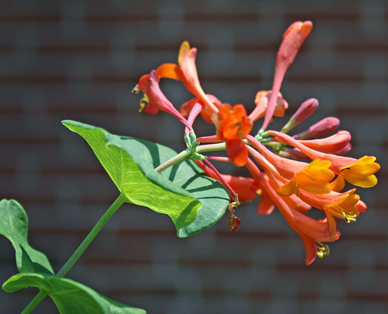 honeysuckle