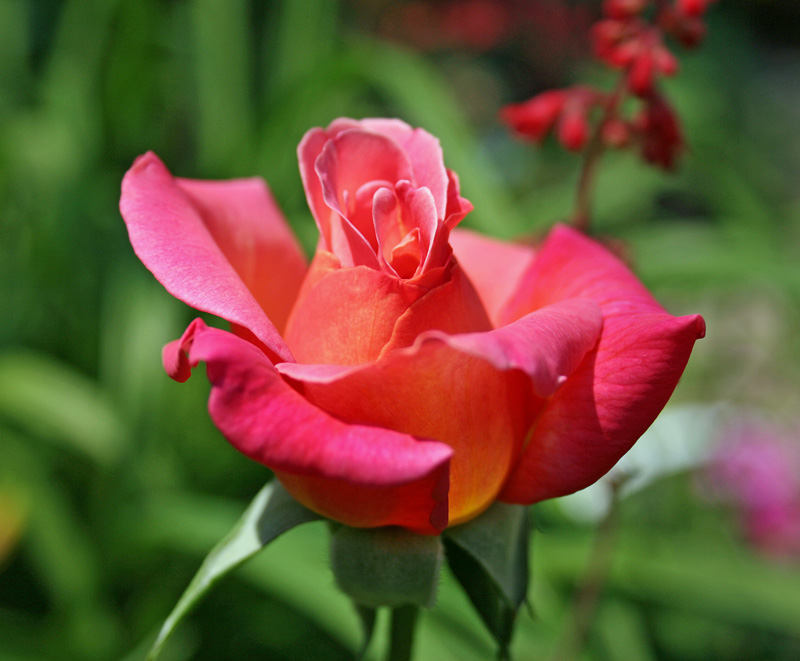 tiffany rose